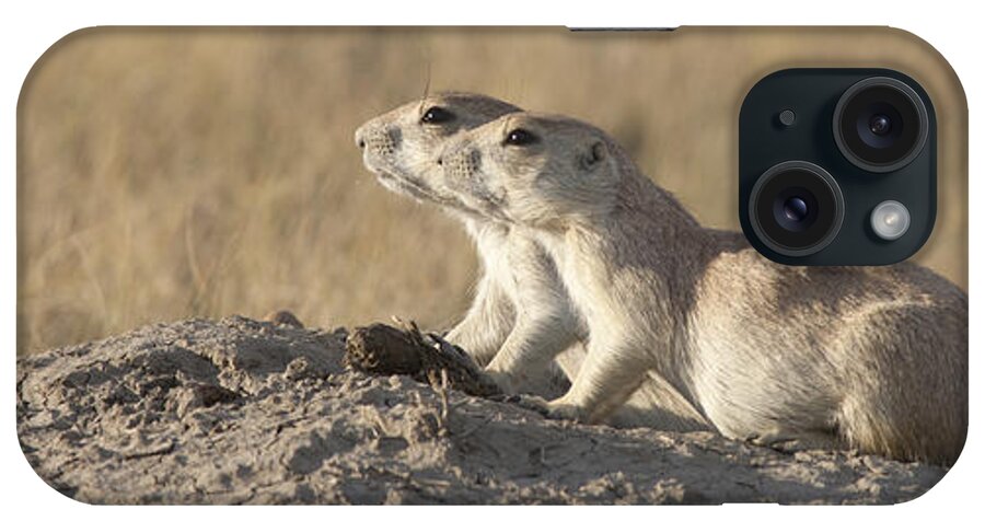 00478292 iPhone Case featuring the photograph Prairie Dog Pair Grasslands NP by Matthias Breiter