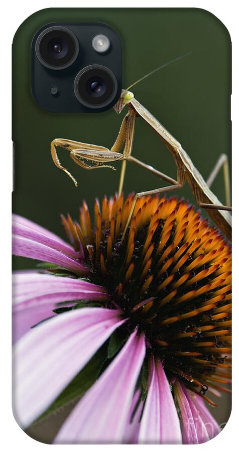 Praying iPhone Case featuring the photograph Praying Mantis and Coneflower - D008024 by Daniel Dempster