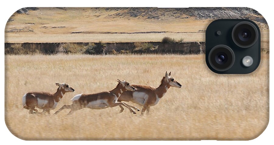 Pronghorn Antelope iPhone Case featuring the photograph Pronghorn Antelopes on the Run by Art Whitton