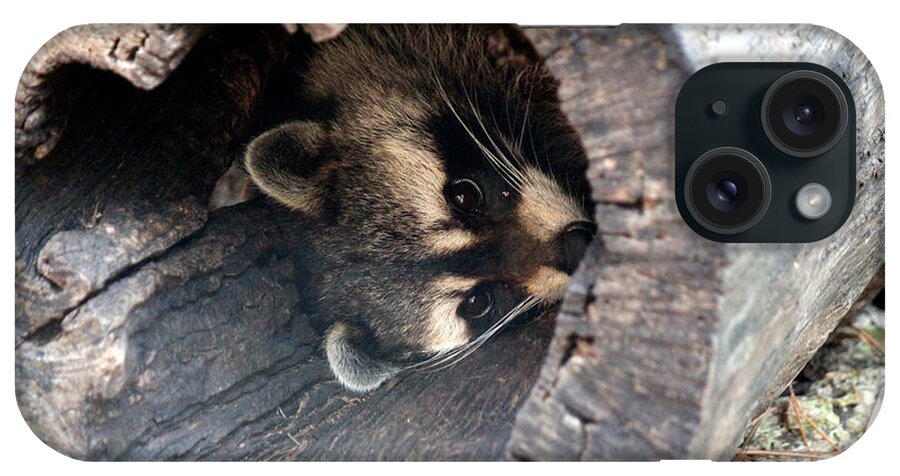 Raccoon Photos iPhone Case featuring the photograph Raccoon In Hiding by Kathy White