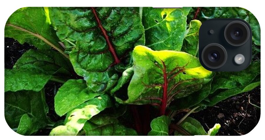  iPhone Case featuring the photograph Rainbow Chard by Gracie Noodlestein