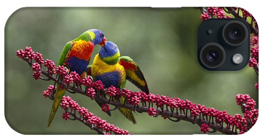 00451346 iPhone Case featuring the photograph Rainbow Lorikeet Feeding Fledgling by Konrad Wothe