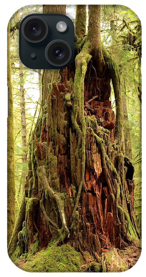 Roots iPhone Case featuring the photograph Rainforest Rejuvenation by Carol Groenen