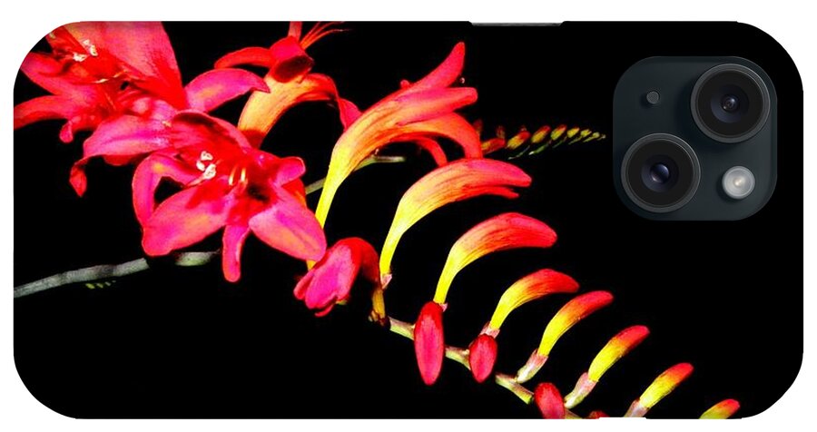 Red iPhone Case featuring the photograph Red Beauty by Kim Galluzzo
