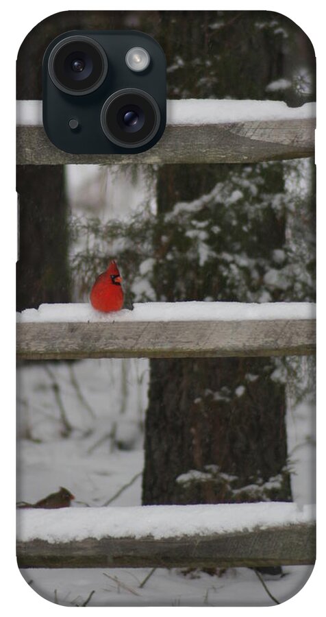 Birds iPhone Case featuring the photograph Red Bird by Stacy C Bottoms