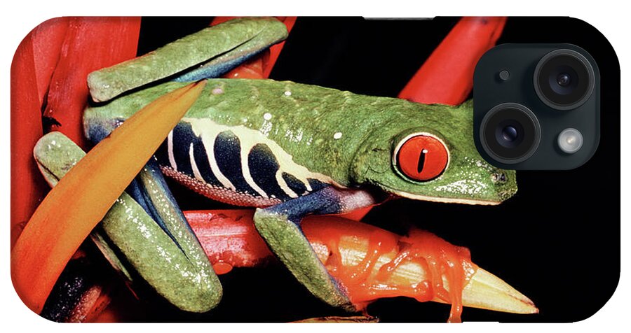 Mp iPhone Case featuring the photograph Red-eyed Tree Frog Agalychnis by Michael & Patricia Fogden