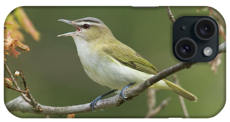 Mp iPhone Case featuring the photograph Red-eyed Vireo Vireo Olivaceus Calling by Steve Gettle