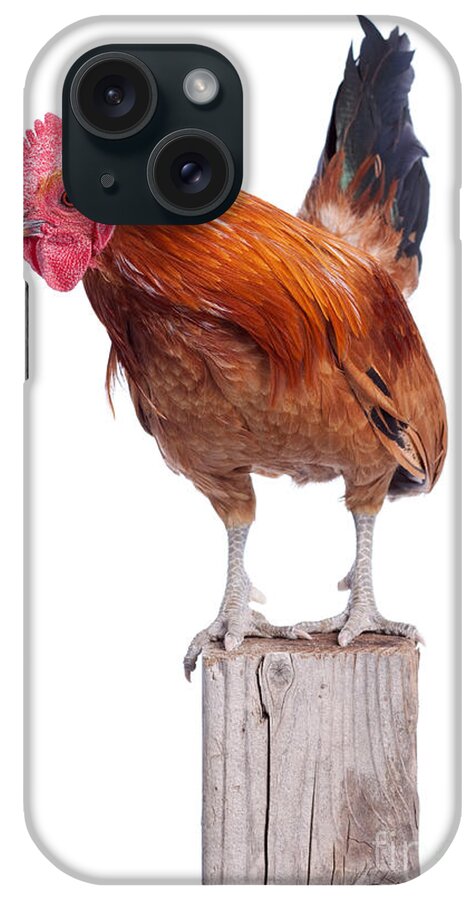 Animal iPhone Case featuring the photograph Red Rooster on Fence Post Isolated White by Cindy Singleton