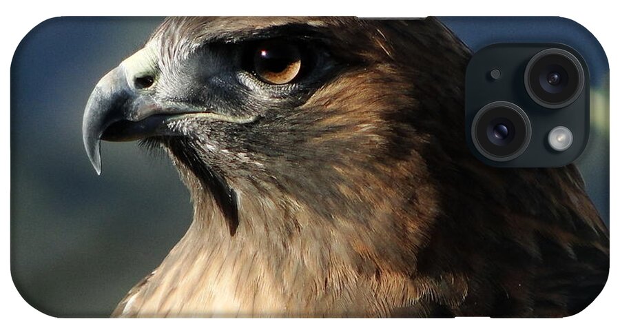 Hawk iPhone Case featuring the photograph Red Shoulder Hawk by Liz Vernand