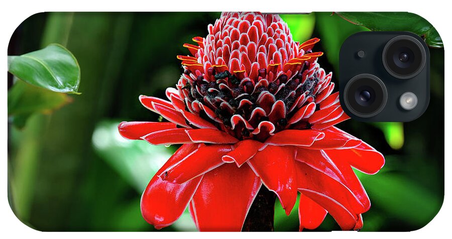 Red Torch Ginger Photographs iPhone Case featuring the photograph Red Torch Ginger by Harry Spitz