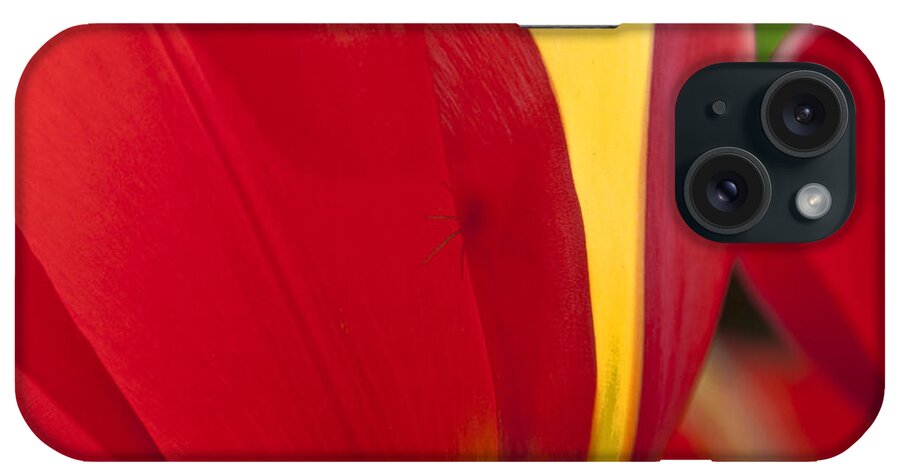 Tulip iPhone Case featuring the photograph Red Tulips 1 by Heiko Koehrer-Wagner