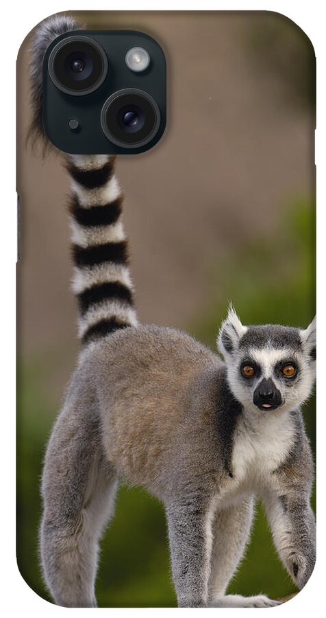 Mp iPhone Case featuring the photograph Ring-tailed Lemur Lemur Catta Portrait by Pete Oxford