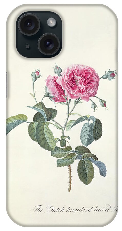 Red; Flower iPhone Case featuring the painting Rose Dutch hundred leaved Rose by Georg Dionysius Ehret
