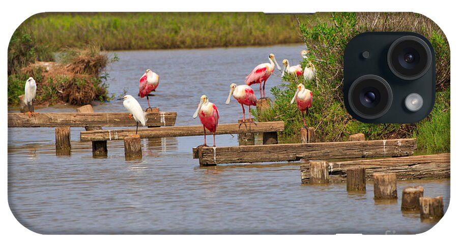 Roseate Spoonbill iPhone Case featuring the photograph Roseate Spoonbills and Snowy Egrets by Louise Heusinkveld