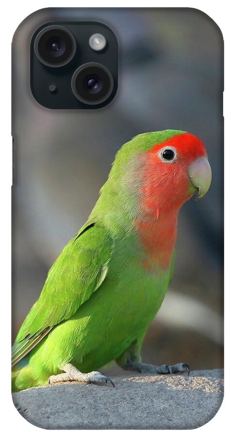 Lovebird iPhone Case featuring the photograph Rosy-faced Lovebird by Bruce J Robinson