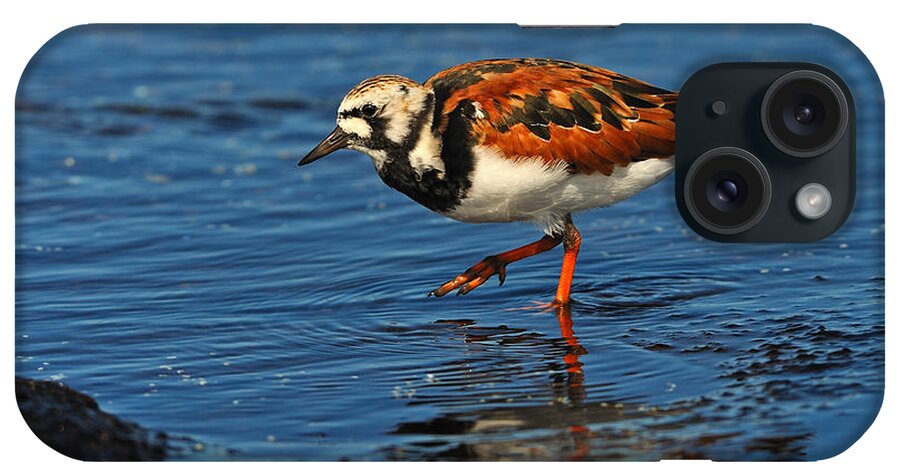 Ruddy Turnstone iPhone Case featuring the photograph Ruddy Turnstone by Tony Beck