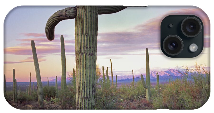 00176672 iPhone Case featuring the photograph Saguaro Cacti by Tim Fitzharris