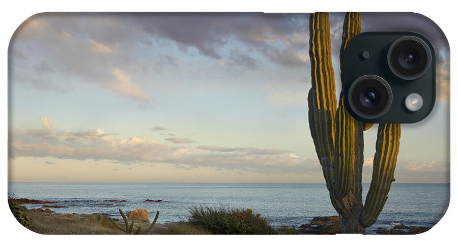 Mp iPhone Case featuring the photograph Saguaro Carnegiea Gigantea Cactus by Tim Fitzharris