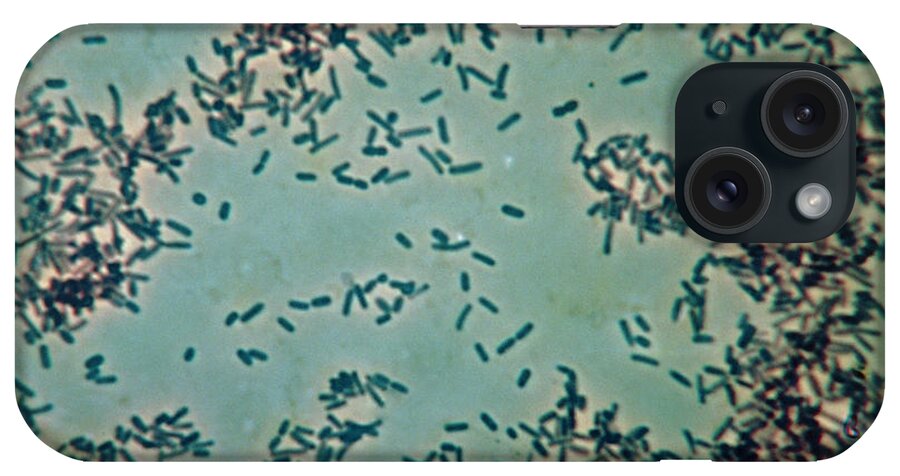 Bacteria iPhone Case featuring the photograph Salmonella Typhi Bacteria by Eric Grave