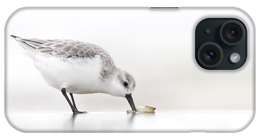 Fn iPhone Case featuring the photograph Sanderling Calidris Alba Foraging by Marcel van Kammen