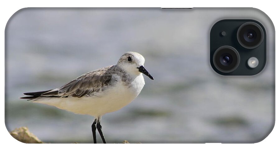 Bird iPhone Case featuring the photograph Sanderling by Teresa Zieba