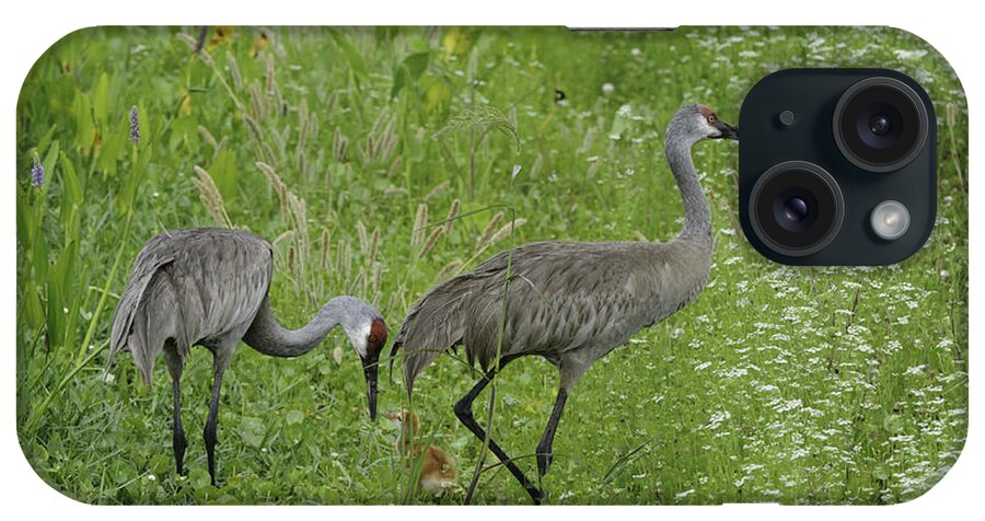 Sandhill Crane iPhone Case featuring the photograph Sandhill Cranes and chick by Bradford Martin