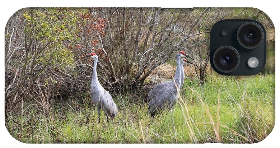 Sandhill Cranes iPhone Case featuring the photograph Sandhill Cranes in Colorful Marsh by Carol Groenen
