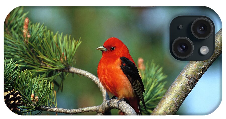 00220164 iPhone Case featuring the photograph Scarlet Tanager Piranga Olivacea Male by Tom Vezo