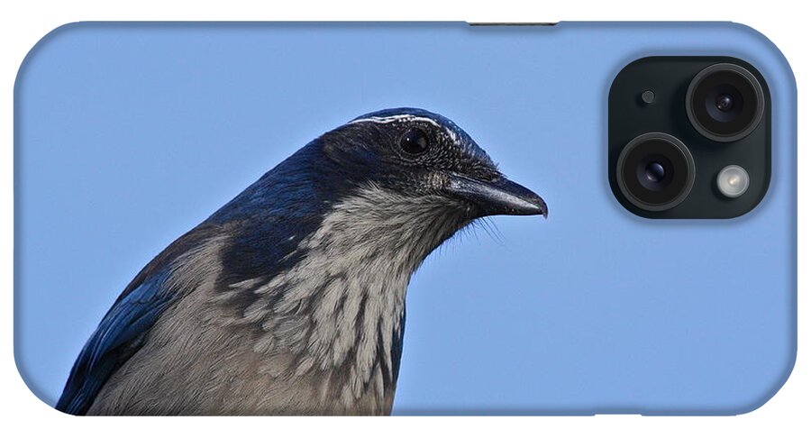 Birds iPhone Case featuring the photograph Scrub Jay by Diana Hatcher