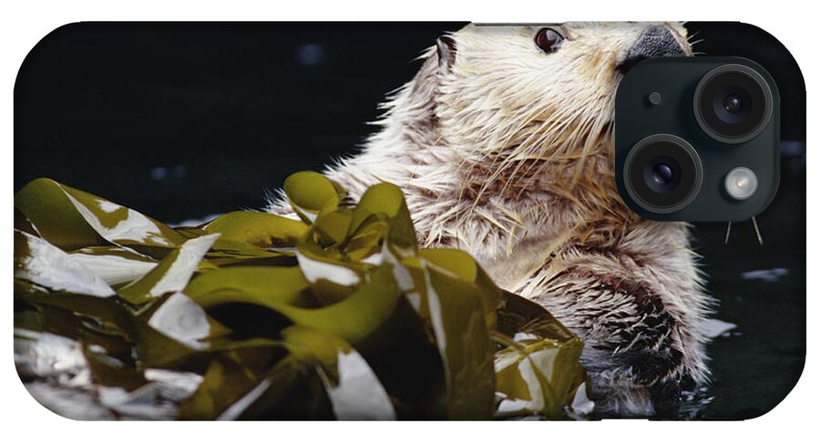 Mp iPhone Case featuring the photograph Sea Otter Enhydra Lutris Portrait by Gerry Ellis