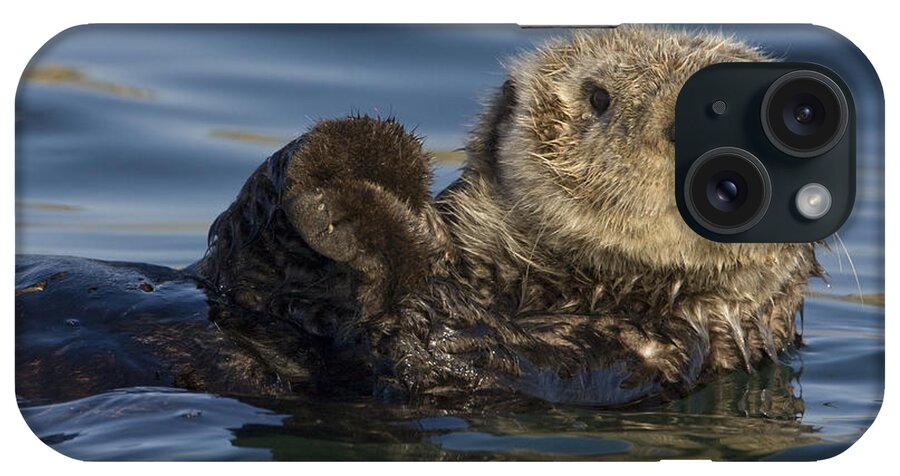 00438490 iPhone Case featuring the photograph Sea Otter Monterey Bay California by Suzi Eszterhas
