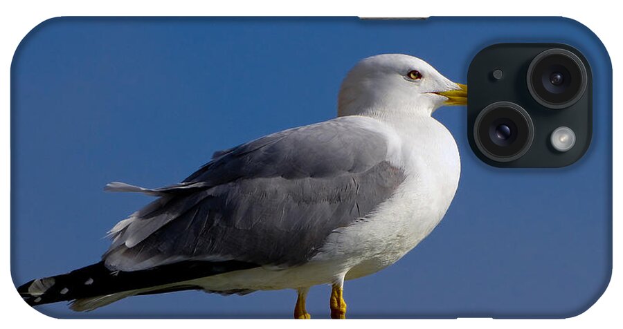 Seagull iPhone Case featuring the photograph Seagull by David Gleeson