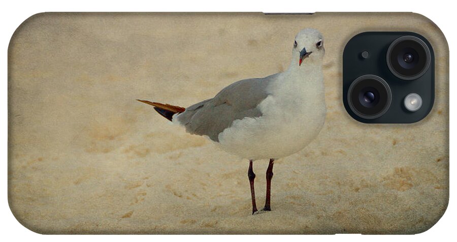 Bird iPhone Case featuring the photograph Gull by Sandy Keeton