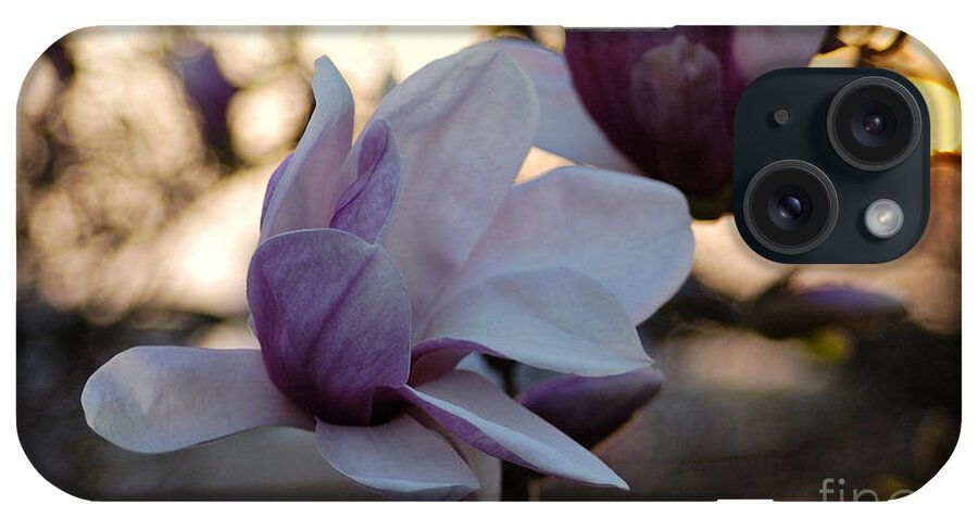 Magnolia Flower Sun Sunset Reflection Back Light Delicacy Beauty Nature Garden iPhone Case featuring the photograph See You Tomorrow by Vilas Malankar