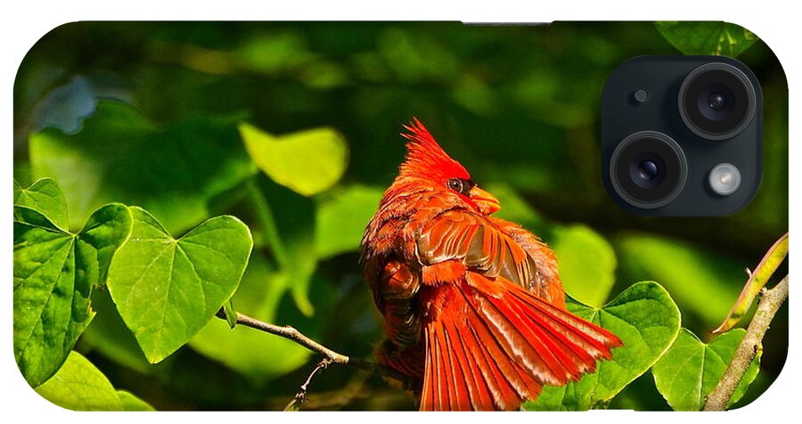 Cardinal In Tree iPhone Case featuring the photograph Seeya Later by Byron Varvarigos