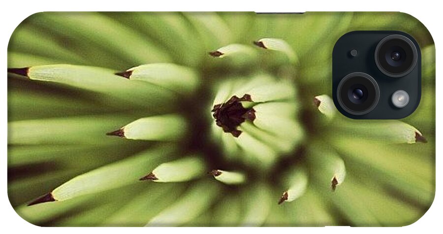 Plants iPhone Case featuring the photograph Sharp Things by Addie Dordoma