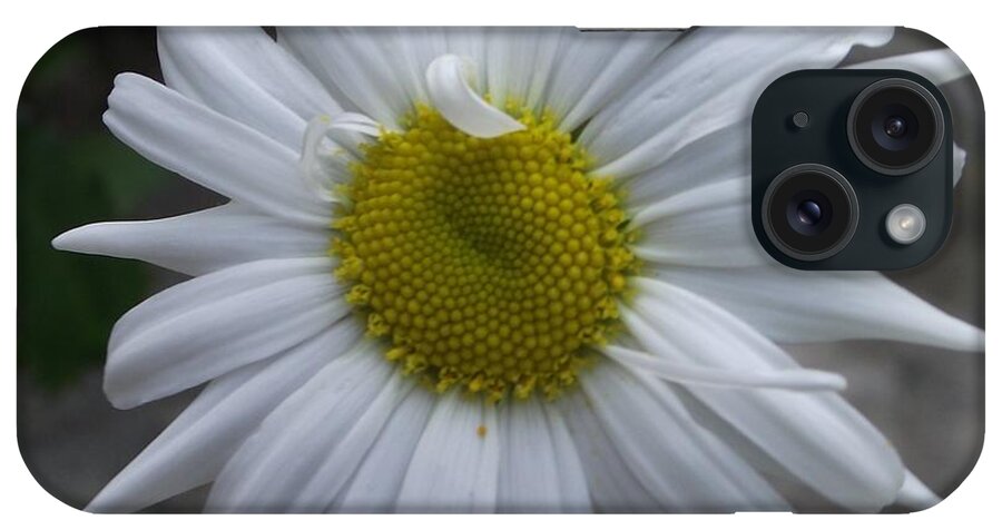 Garden Flower iPhone Case featuring the photograph Shasta Daisy by Michelle Welles