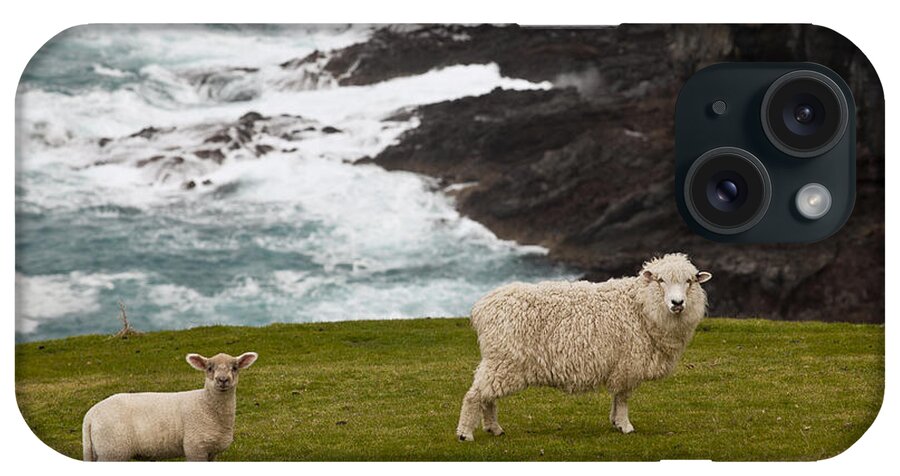 00479624 iPhone Case featuring the photograph Sheep And Lamb Near Cliff Edge Stony Bay by Colin Monteath