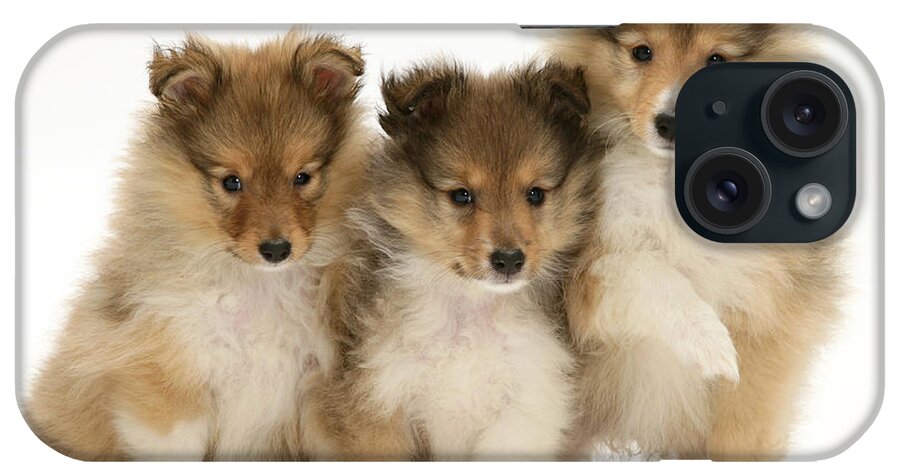 Animal iPhone Case featuring the photograph Sheltie Pups by Jane Burton