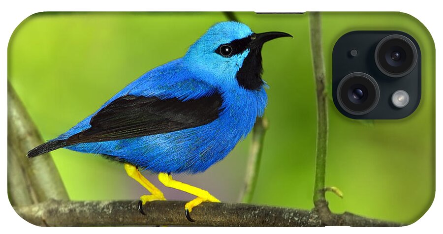 Shining Honeycreeper iPhone Case featuring the photograph Shining Honeycreeper by Tony Beck