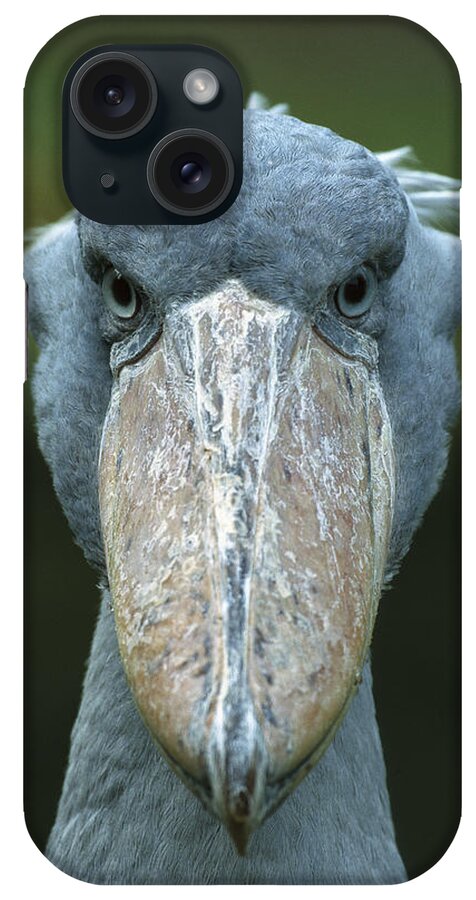 Mp iPhone Case featuring the photograph Shoebill Balaeniceps Rex Portrait by Konrad Wothe