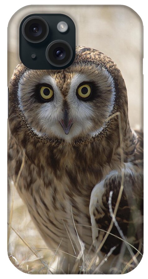 Mp iPhone Case featuring the photograph Short-eared Owl Asio Flammeus Portrait by Konrad Wothe