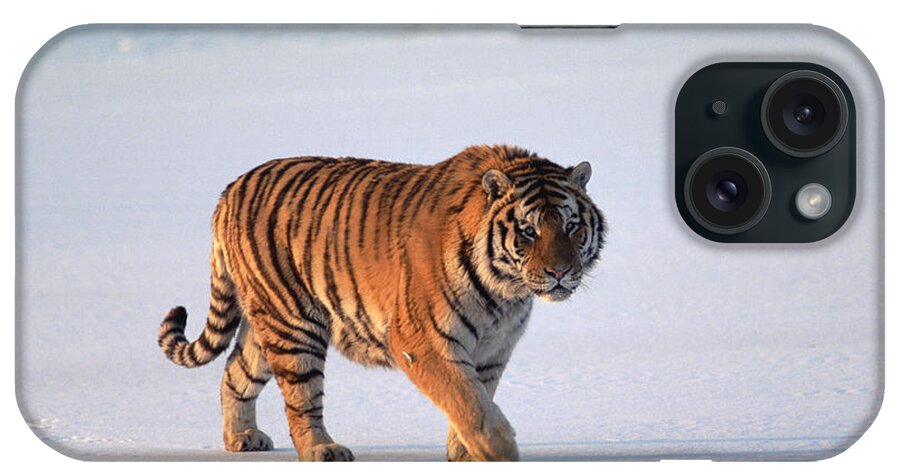 Mp iPhone Case featuring the photograph Siberian Tiger Panthera Tigris Altaica by Konrad Wothe