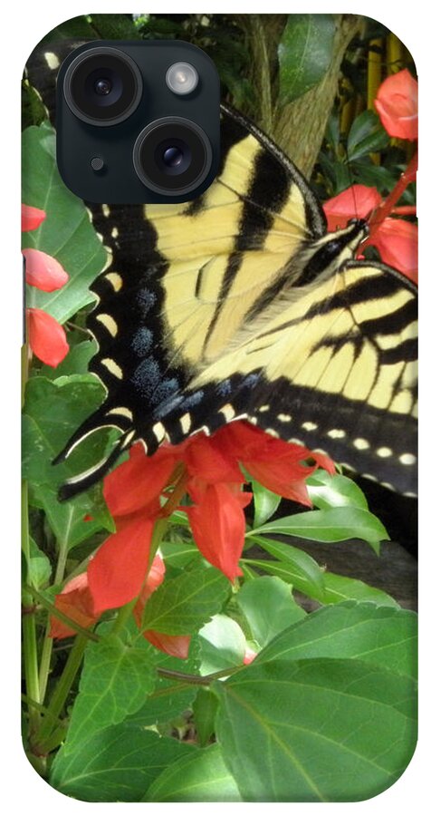 Butterfly iPhone Case featuring the photograph Simply Beautiful by Kim Galluzzo