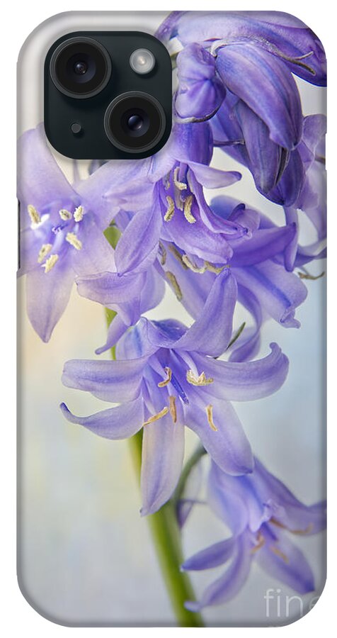 Bluebell iPhone Case featuring the photograph Single Bluebell by Ann Garrett