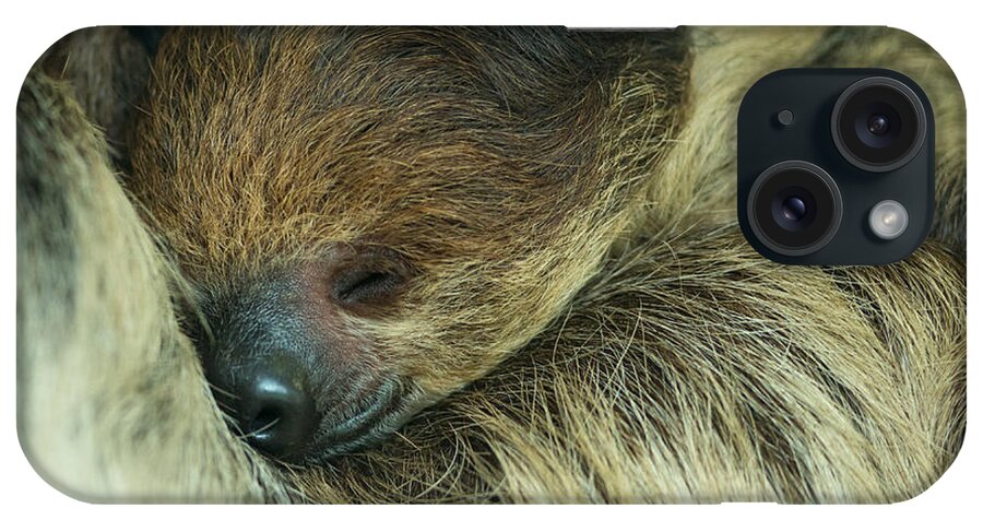 Sleeping iPhone Case featuring the photograph Sleeping Sloth by Andrew Michael