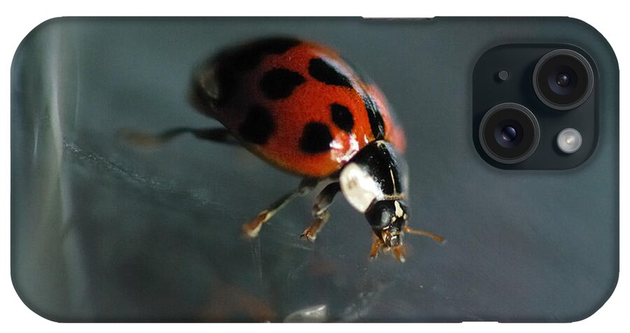 Ladybug iPhone Case featuring the photograph Slip and Slide by Sue Capuano
