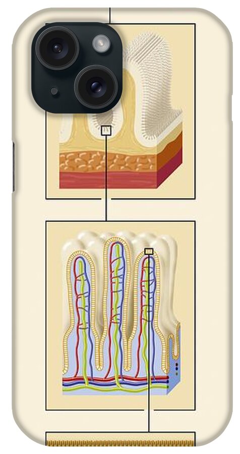 Enterocyte iPhone Case featuring the photograph Small Intestine Structures, Artwork by Art For Science