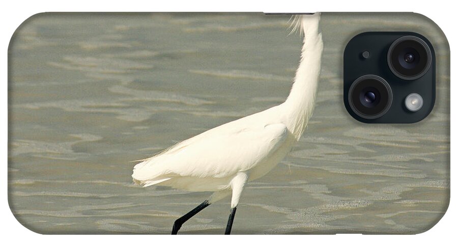 Snowy Egret iPhone Case featuring the photograph Snowy Egret by Cindy Haggerty