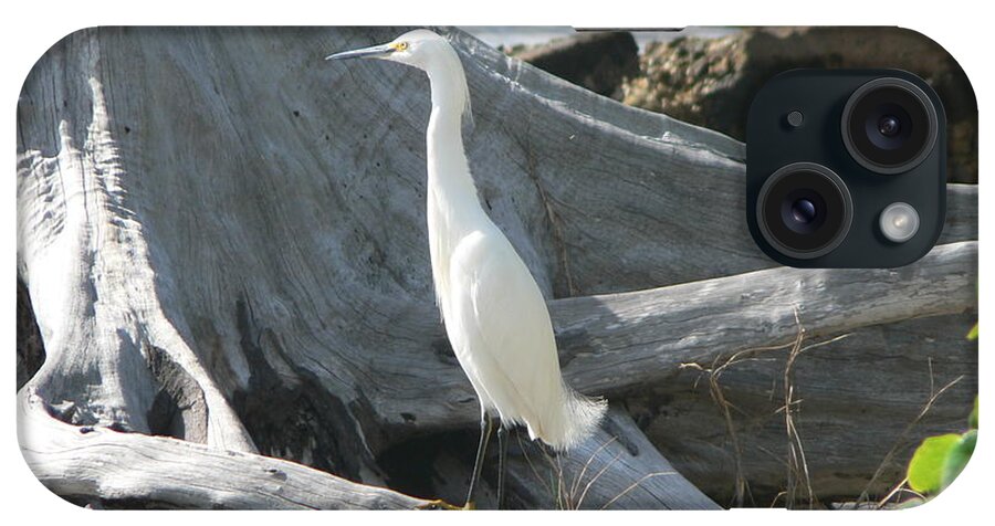 Snowy iPhone Case featuring the photograph Snowy Egret by Laurel Best